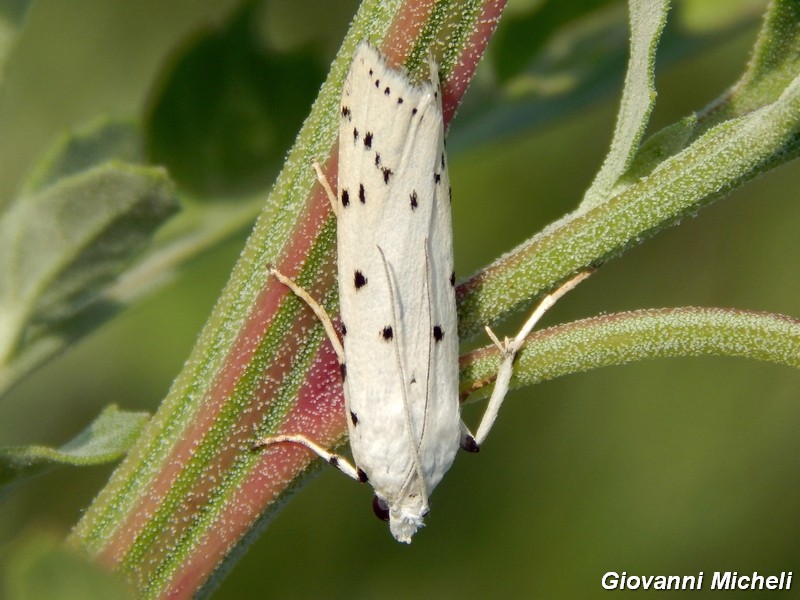 Myielois circonvoluta ?